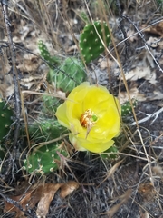 Opuntia × columbiana