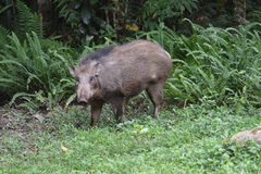 Sus scrofa moupinensis