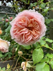 Rosa
