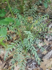 Astragalus reventiformis