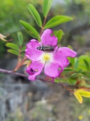 Acmaeodera connexa