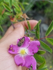 Acmaeodera connexa