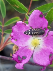 Acmaeodera connexa