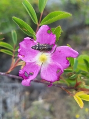 Acmaeodera connexa
