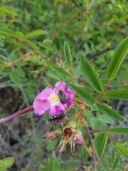 Acmaeodera connexa