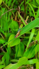 Caryanda spuria