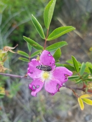 Acmaeodera connexa