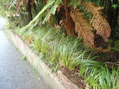 Carex lessoniana