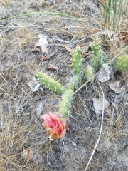 Opuntia × columbiana