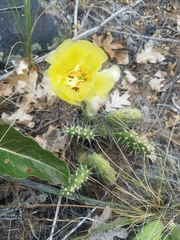 Opuntia × columbiana