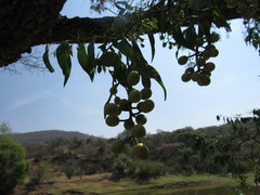 Ehretia latifolia