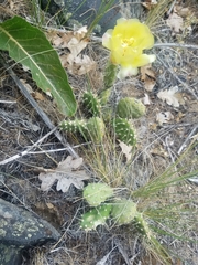 Opuntia × columbiana