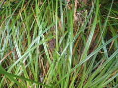 Carex lessoniana