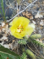 Opuntia × columbiana