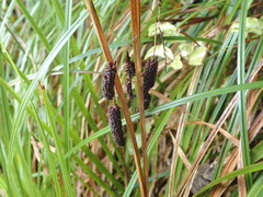 Carex lessoniana