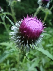 Carduus crispus