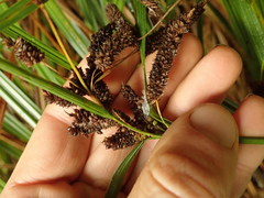 Carex lessoniana