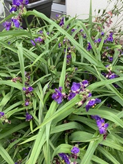 Tradescantia × andersoniana