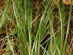 Carex lessoniana