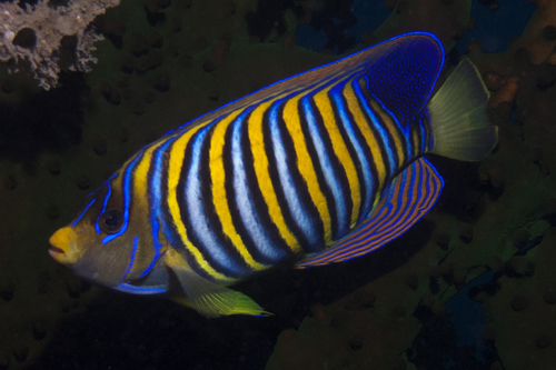 Regal Angelfish