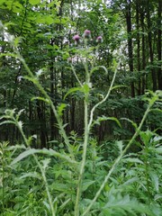 Carduus crispus