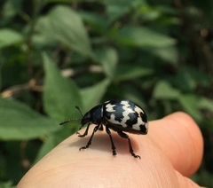 Leptinotarsa lacerata