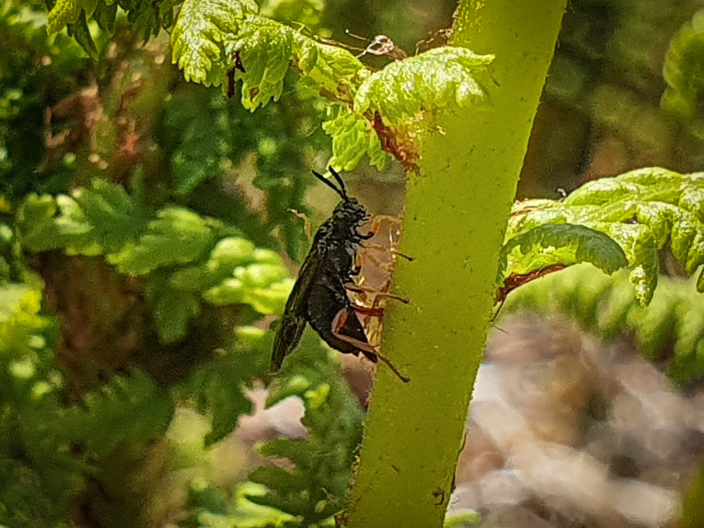 Foaming Fern-borer