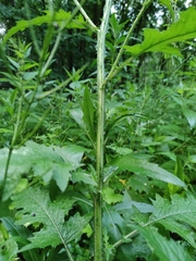 Carduus crispus