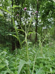 Carduus crispus