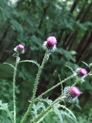 Carduus crispus