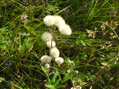 Erigeron acris podolicus