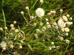 Erigeron acris podolicus