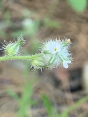 Cryptantha torreyana