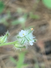 Cryptantha torreyana
