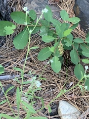 Cryptantha torreyana