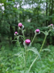 Carduus crispus
