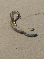 Hydrophis platurus
