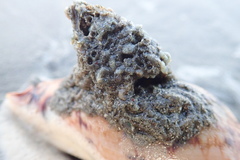 Neosabellaria kaiparaensis