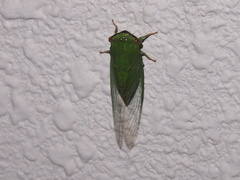 Chremistica ochracea