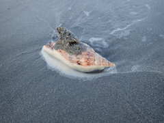 Neosabellaria kaiparaensis