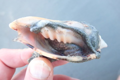 Neosabellaria kaiparaensis