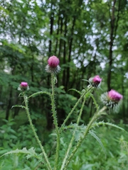 Carduus crispus