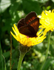 Erebia eriphyle