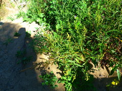 Rumex californicus