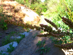 Rumex californicus