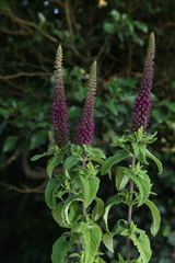 Teucrium hircanicum