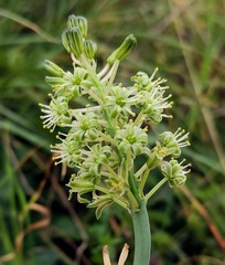 Ledebouria undulata