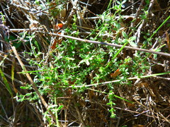 Galium nuttallii nuttallii