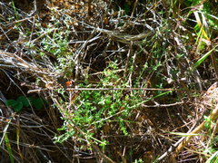 Galium nuttallii nuttallii