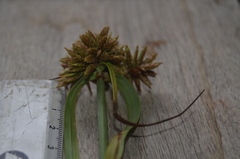 Cyperus planifolius